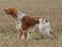 a well breed Brittany dog